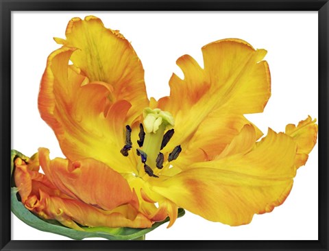 Framed Parrot Tulip Close-Up Print