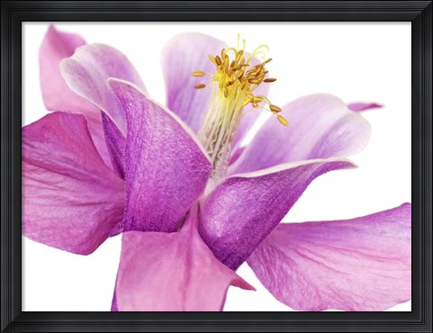 Framed Dark Columbine Close-Up Print