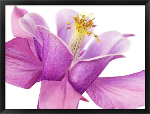 Framed Dark Columbine Close-Up Print