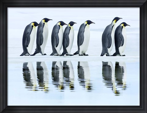 Framed Emperor Penguin Group, Antarctica Print