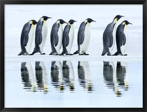 Framed Emperor Penguin Group, Antarctica Print