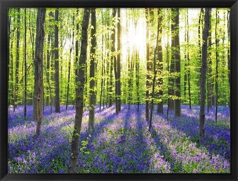 Framed Beech Forest With Bluebells, Belgium Print