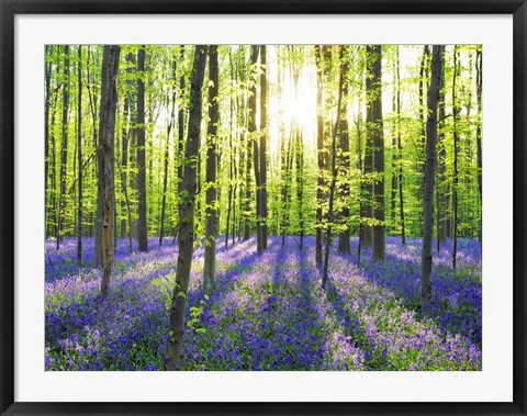 Framed Beech Forest With Bluebells, Belgium Print