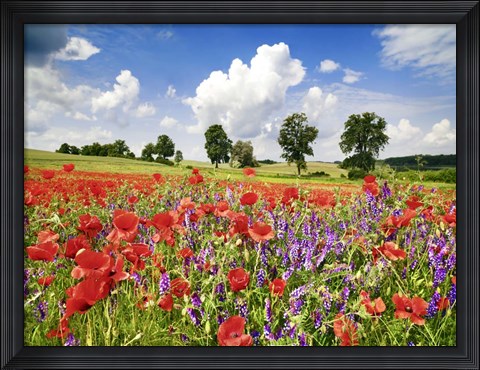 Framed Poppies And Vicias In Meadow, Mecklenburg Lake District, Germany Print
