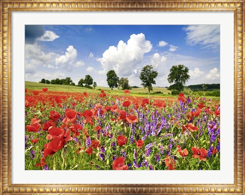 Framed Poppies And Vicias In Meadow, Mecklenburg Lake District, Germany Print