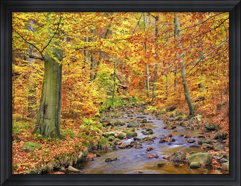 Framed Beech Forest In Autumn, Ilse Valley, Germany Print