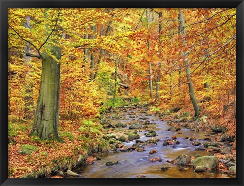 Framed Beech Forest In Autumn, Ilse Valley, Germany Print