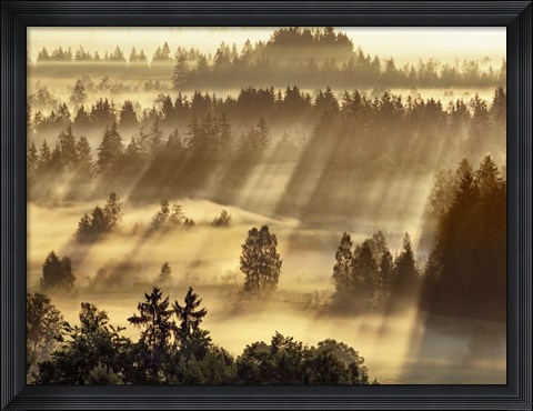 Framed Fog Impression At Sindelbachfilz, Bavaria, Germany Print