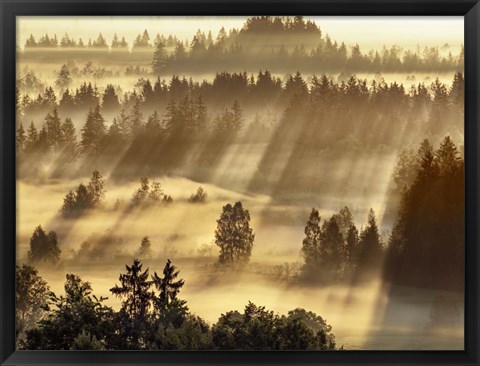 Framed Fog Impression At Sindelbachfilz, Bavaria, Germany Print