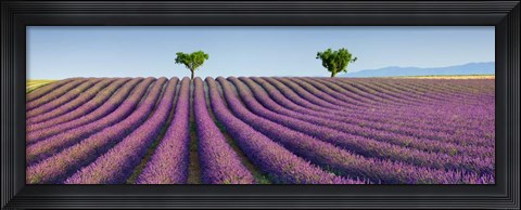 Framed Lavender Field, Provence, France Print