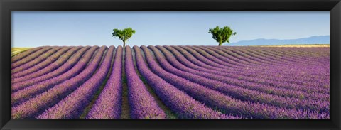 Framed Lavender Field, Provence, France Print