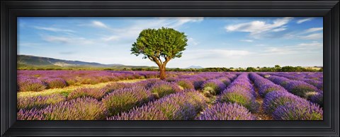 Framed Lavender Field And Almond Tree, Provence, France Print