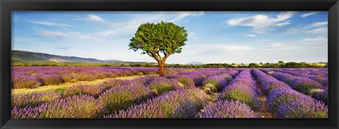 Framed Lavender Field And Almond Tree, Provence, France Print