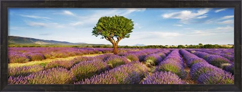 Framed Lavender Field And Almond Tree, Provence, France Print