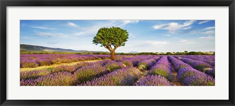 Framed Lavender Field And Almond Tree, Provence, France Print