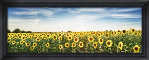 Framed Sunflower Field, Plateau Valensole, Provence, France Print