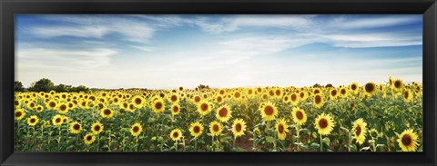 Framed Sunflower Field, Plateau Valensole, Provence, France Print