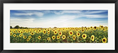 Framed Sunflower Field, Plateau Valensole, Provence, France Print