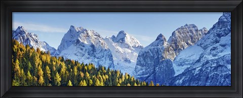 Framed Larch Forest And Cima Bel Pra, Italy Print