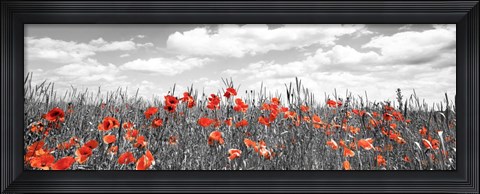 Framed Poppies In Corn Field, Bavaria, Germany Print