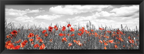 Framed Poppies In Corn Field, Bavaria, Germany Print