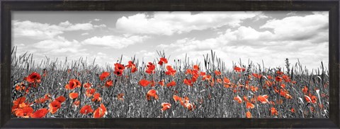Framed Poppies In Corn Field, Bavaria, Germany Print