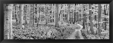 Framed Beech Forest, Germany Print