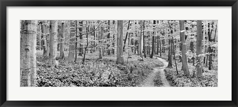 Framed Beech Forest, Germany Print