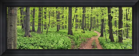 Framed Beech Forest, Germany Print