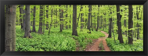 Framed Beech Forest, Germany Print