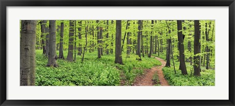 Framed Beech Forest, Germany Print