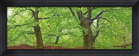Framed European Beech, Kellerwald, Germany Print