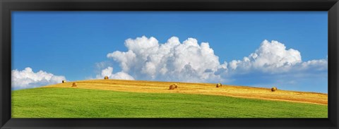 Framed Corn Field Harvested, Tuscany, Italy Print