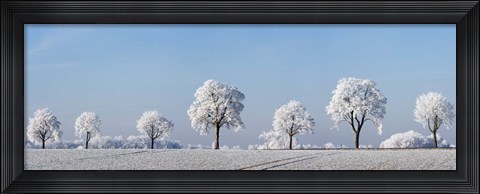 Framed Alley Tree With Frost, Bavaria, Germany Print