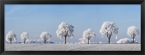 Framed Alley Tree With Frost, Bavaria, Germany Print