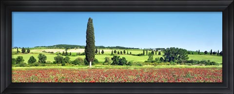 Framed Cypress In Poppy Field, Tuscany, Italy Print