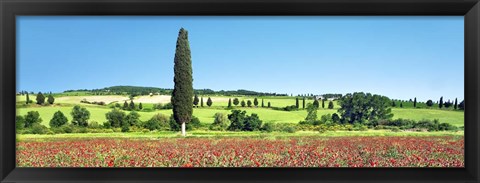 Framed Cypress In Poppy Field, Tuscany, Italy Print