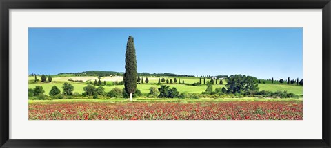 Framed Cypress In Poppy Field, Tuscany, Italy Print