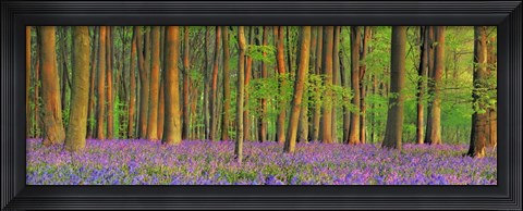 Framed Beech Forest With Bluebells, Hampshire, England Print