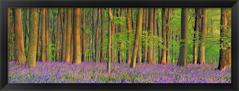 Framed Beech Forest With Bluebells, Hampshire, England Print