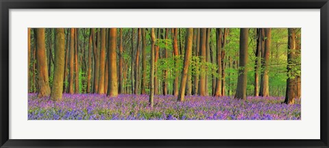 Framed Beech Forest With Bluebells, Hampshire, England Print