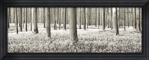 Framed Beech Forest With Bluebells, Belgium Print