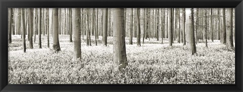 Framed Beech Forest With Bluebells, Belgium Print