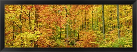 Framed Beech Forest in Autumn, Kassel, Germany Print