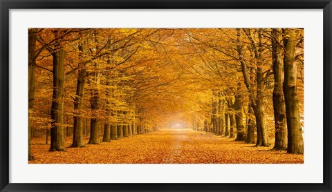 Framed Woods in Autumn Print