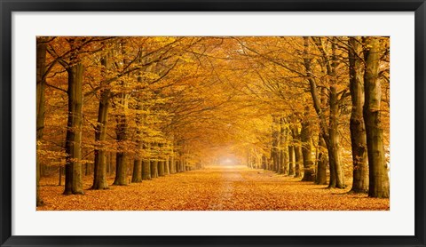 Framed Woods in Autumn Print