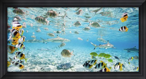 Framed Fish and sharks in Bora Bora lagoon Print