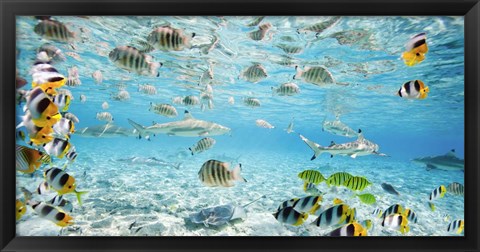 Framed Fish and sharks in Bora Bora lagoon Print