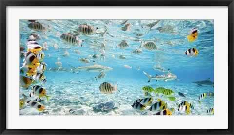 Framed Fish and sharks in Bora Bora lagoon Print