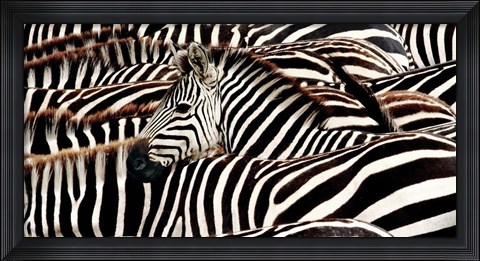 Framed Herd of Zebras Print